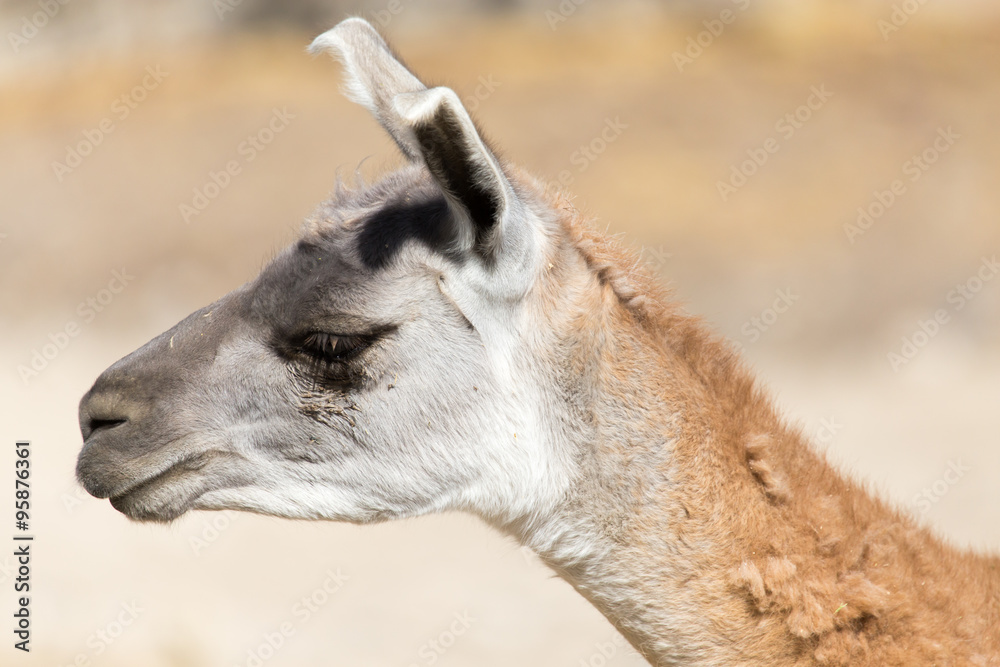 Portrait of a Lama  in nature