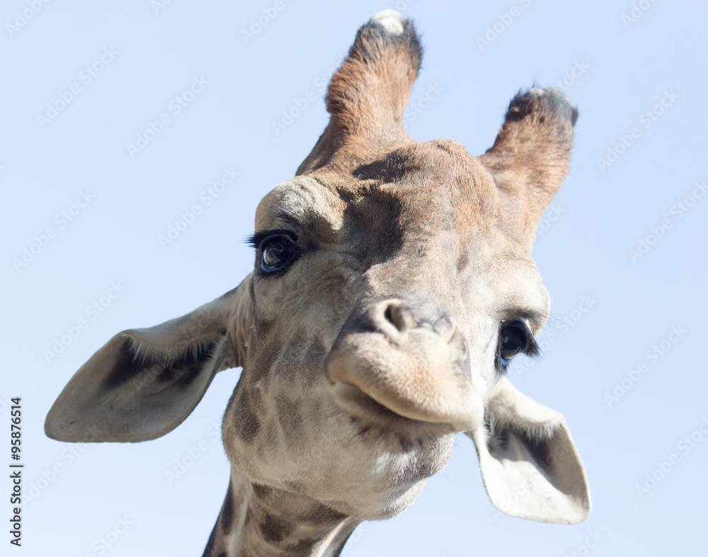 Fototapeta premium Portrait of a giraffe against the blue sky