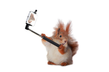 squirrel