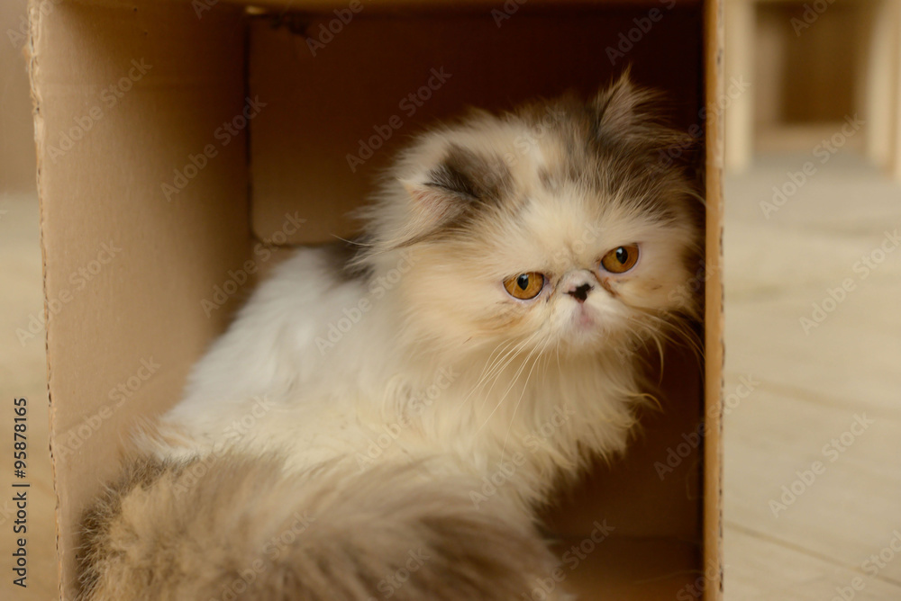 close-up of domestic cat portrait