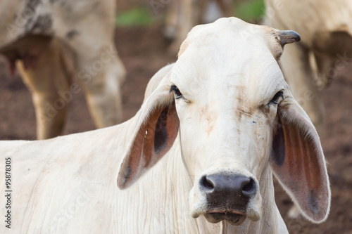 Wallpaper Mural white cow in the pen Torontodigital.ca