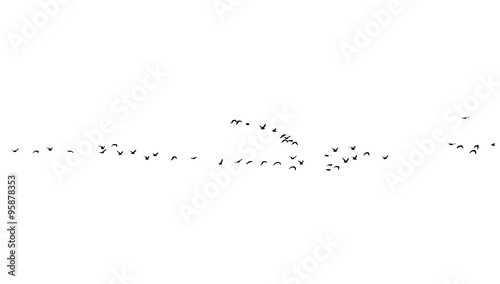 flock of birds on a white background