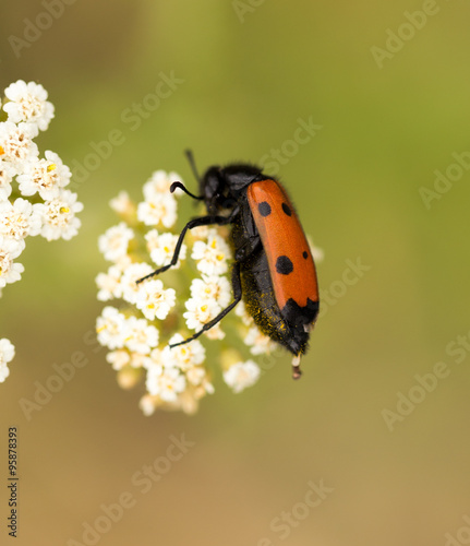 Red beetle on nature. close © schankz