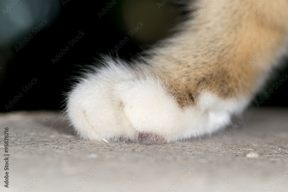 Obraz premium cat's paw. close