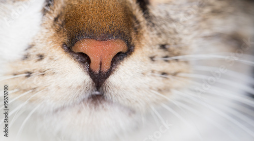 cat nose. close