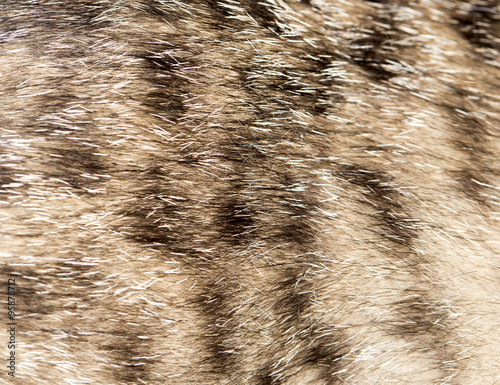 cat fur as background