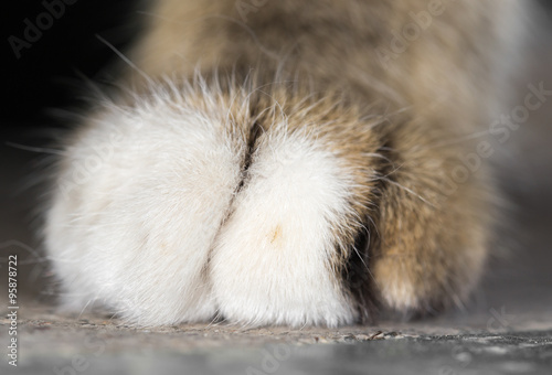 cat's paw. close