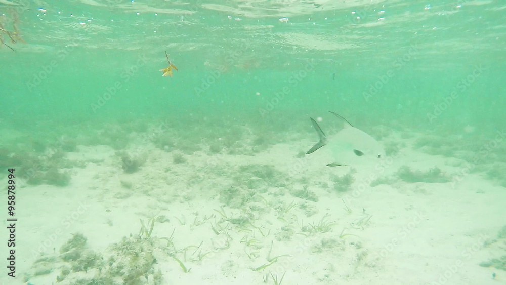 Under Ocean to Fish. camera goes underwater to reveal fish in slow motion in ocean
