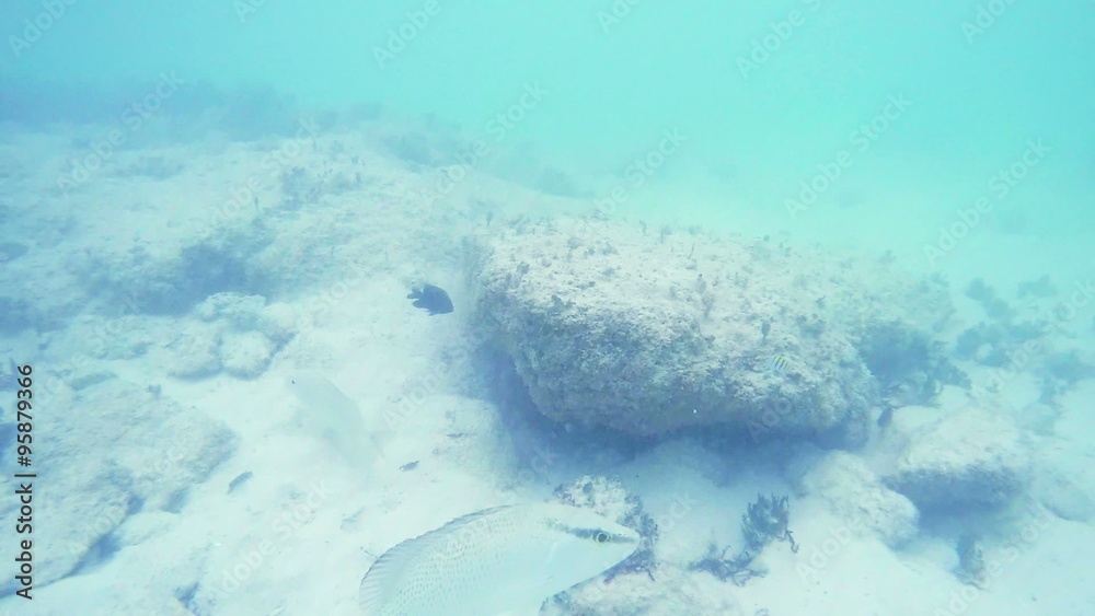 Descend into Ocean with Fish. camera goes underwater and reveals fish and coral underwater in the ocean. slow motion
