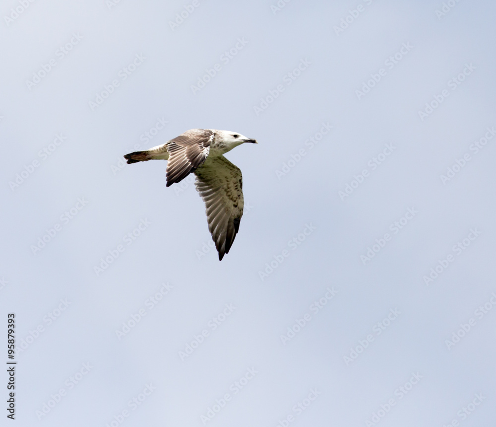 Obraz premium seagull in flight in the sky