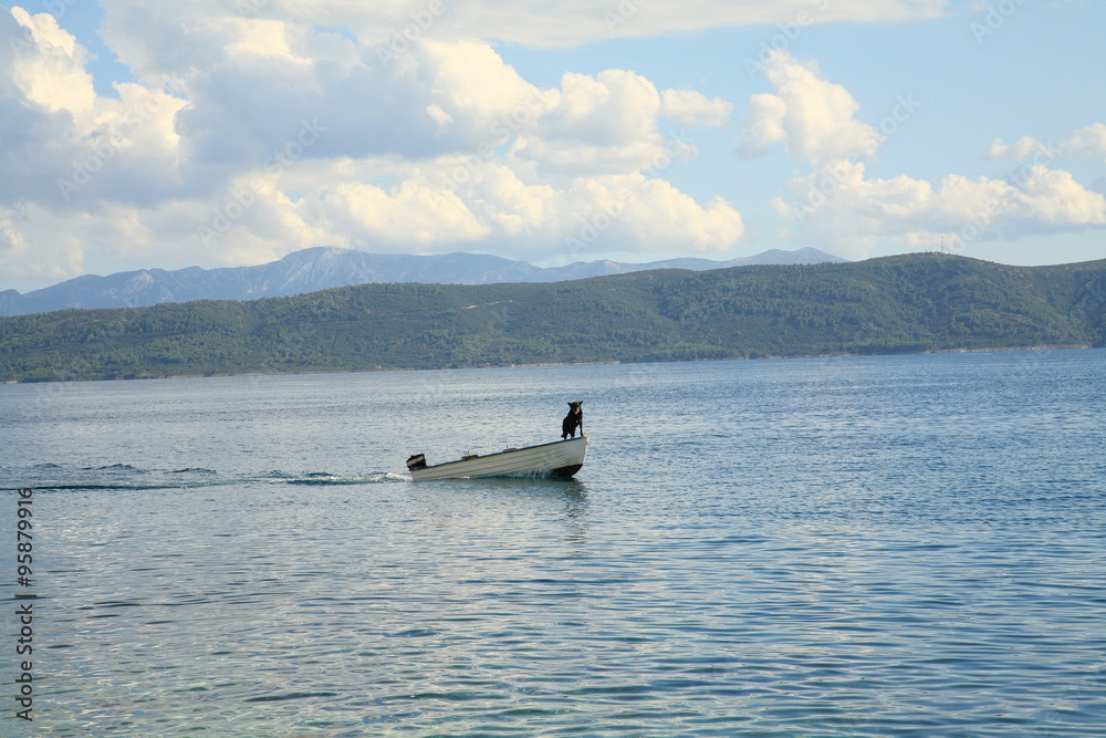 Obraz premium Dog in boat