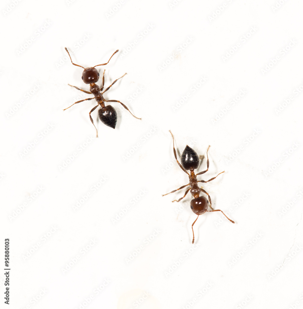 Fototapeta premium ants on a white wall