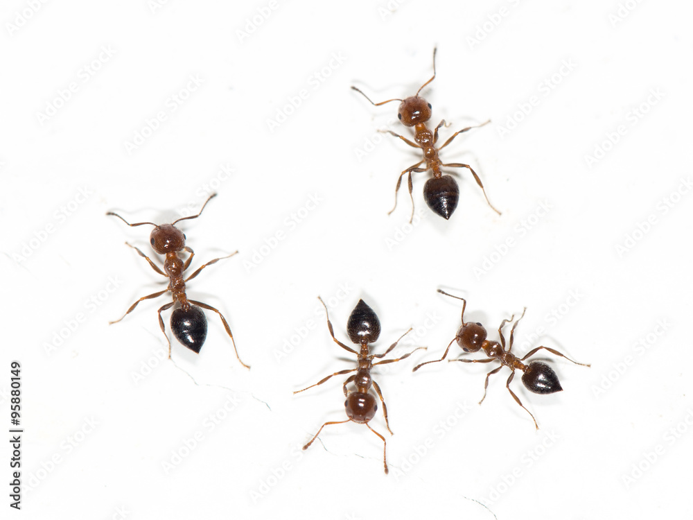 Fototapeta premium ants on a white wall