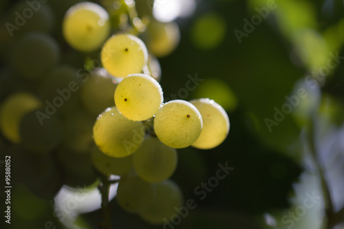 fresh ripe grapes in the countryside. macro