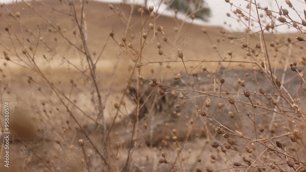 Autumn dry grass focus on tree landscape nature Autumn dry grass focus on tree landscape nature