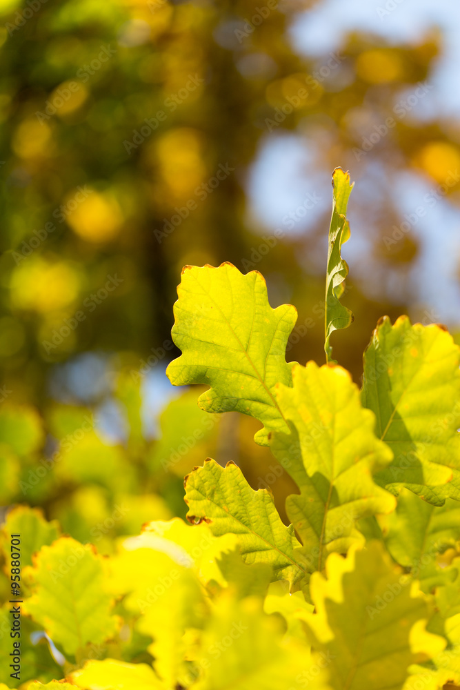 Beautiful oak leaves in autumn Beautiful oak leaves in autumn
