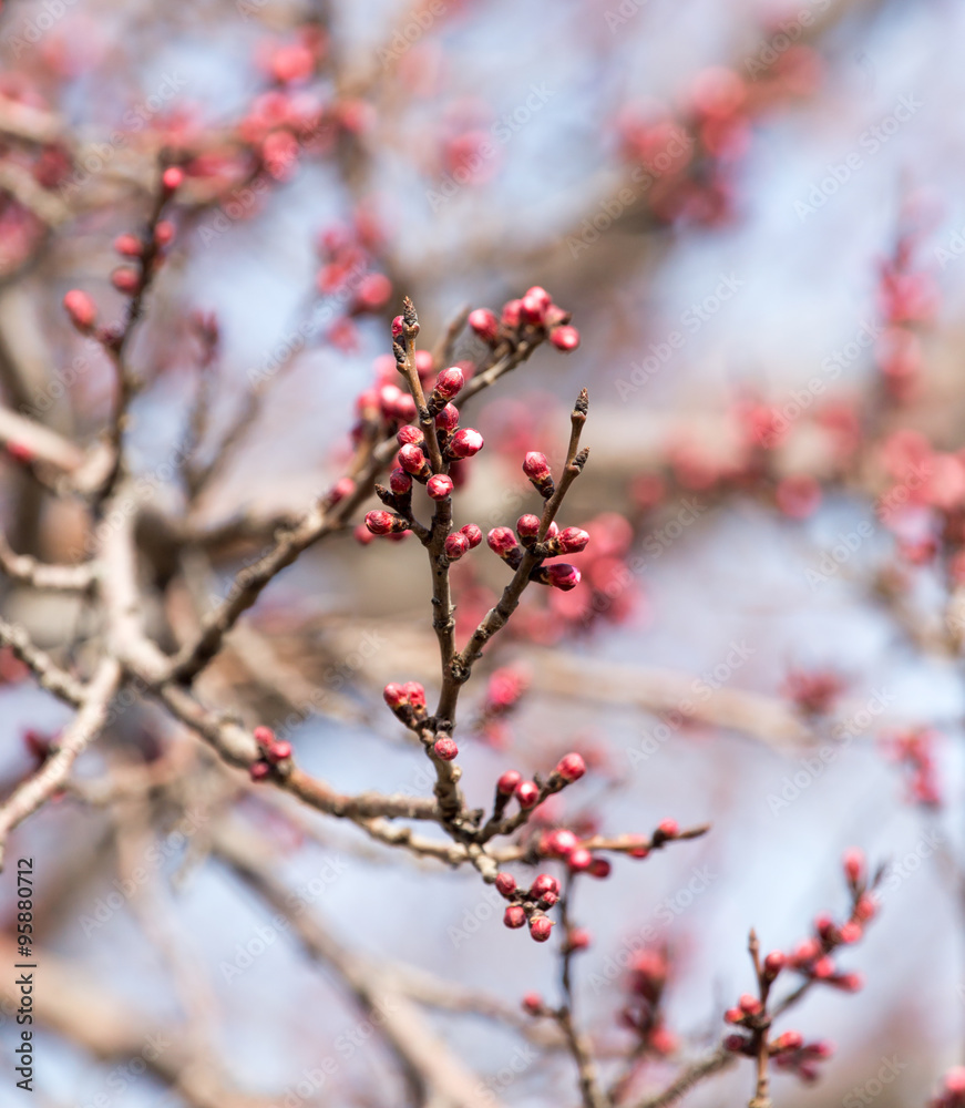 swollen buds with flowers on a tree in spring swollen buds with flowers on a tree in spring