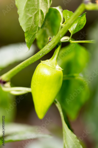 green pepper in the garden