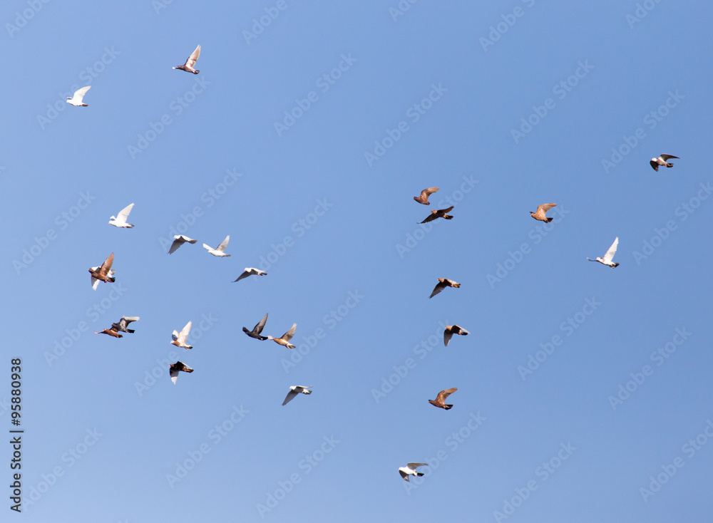 Dove in flight against blue sky Dove in flight against blue sky