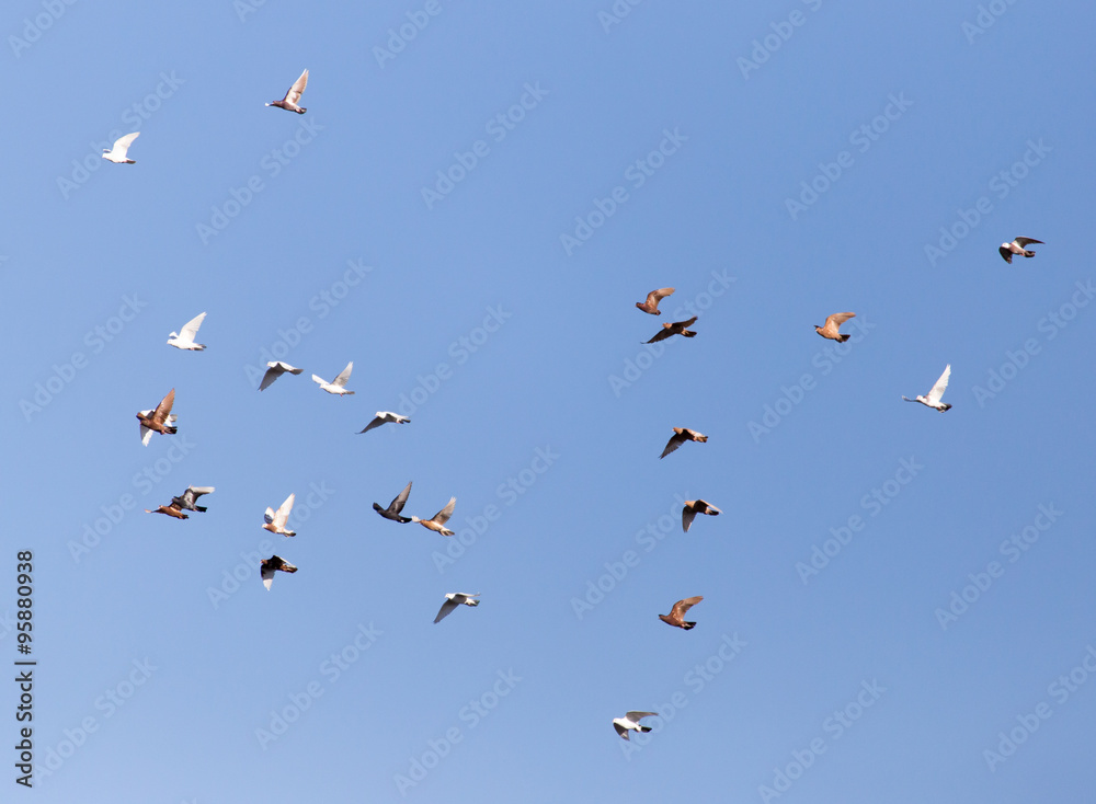 Dove in flight against blue sky