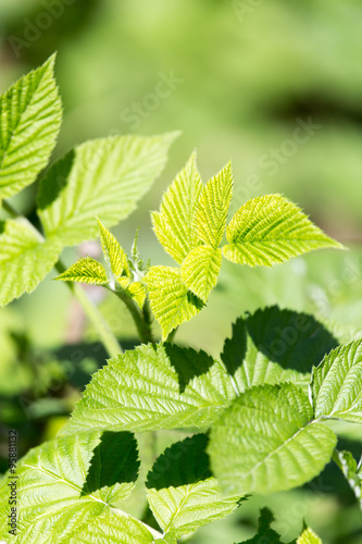Beautiful branch with green leaves of raspberry