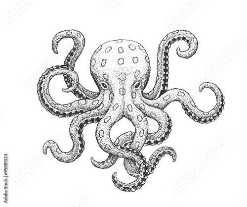Octopus Engraving Illustration