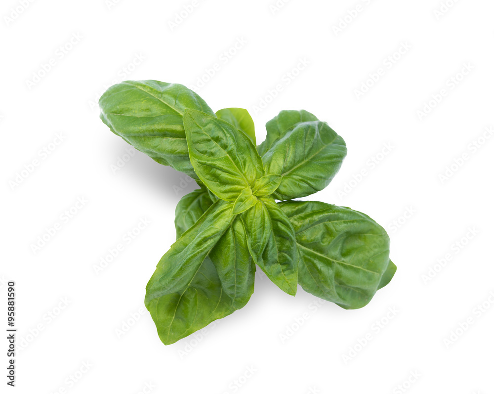 basil on white background basil on white background
