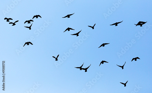 silhouette of a flock of pigeons on blue sky © schankz