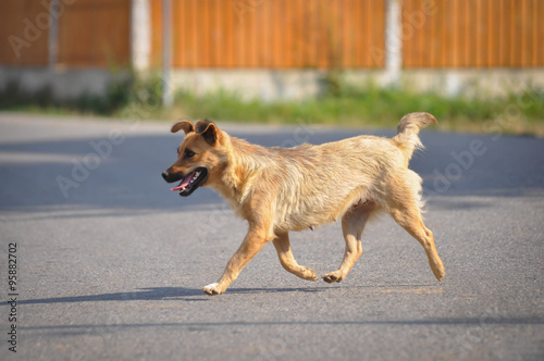 Dog walking down the street
