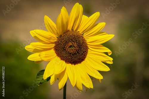 Close-up of yellow sunflower 