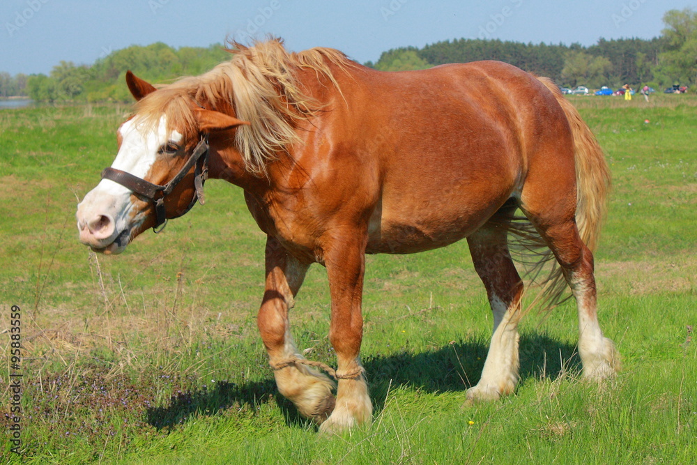 Fototapeta premium Koń