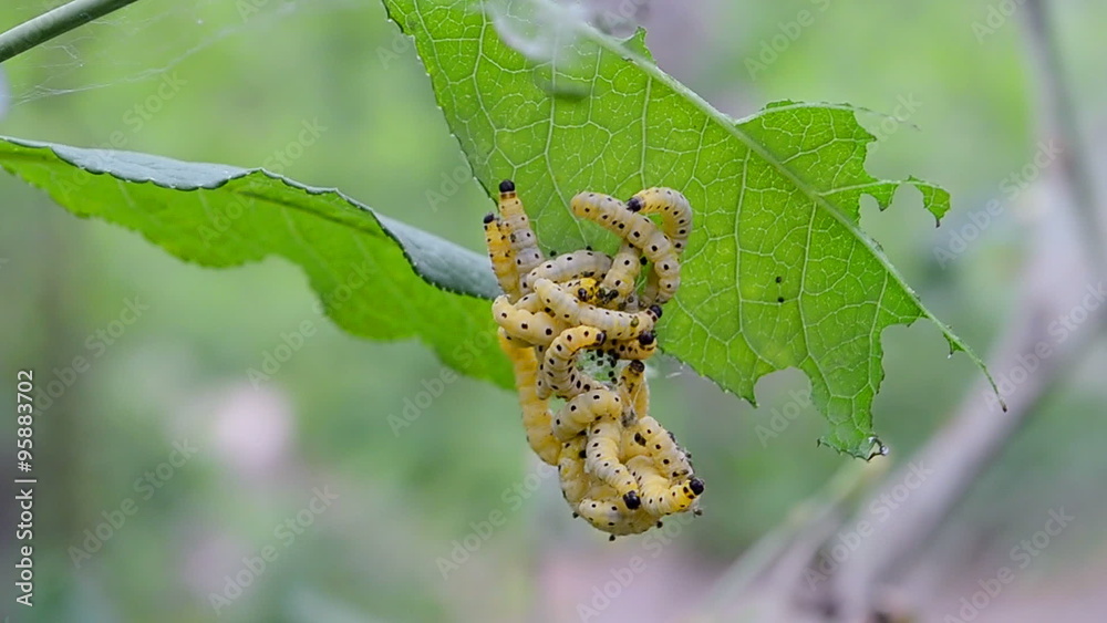 vermin plant pests (cocoon worms) eat green leafs on the oak tree in