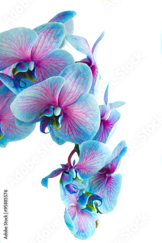 Fototapeta Naklejka Na Ścianę i Meble -  stem of blue orchids