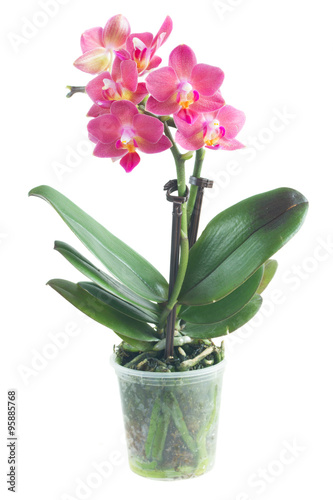 Fototapeta Naklejka Na Ścianę i Meble -  Fresh pink orchid in pot
