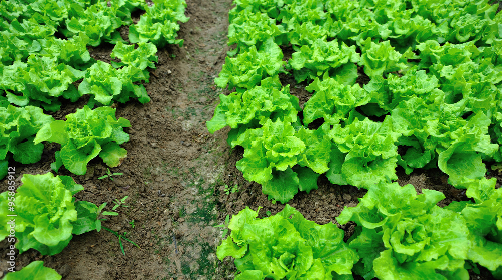 green lettuce crops in growth at garden green lettuce crops in growth at garden