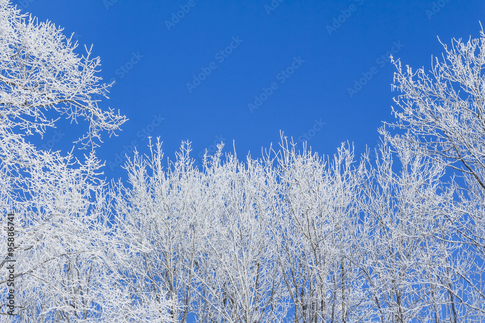 440 Blue and White ideas  blue and white, winter scenes, winter