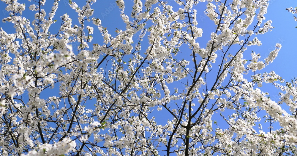 The branch of blossoming cherry sways in the wind The branch of blossoming cherry sways in the wind