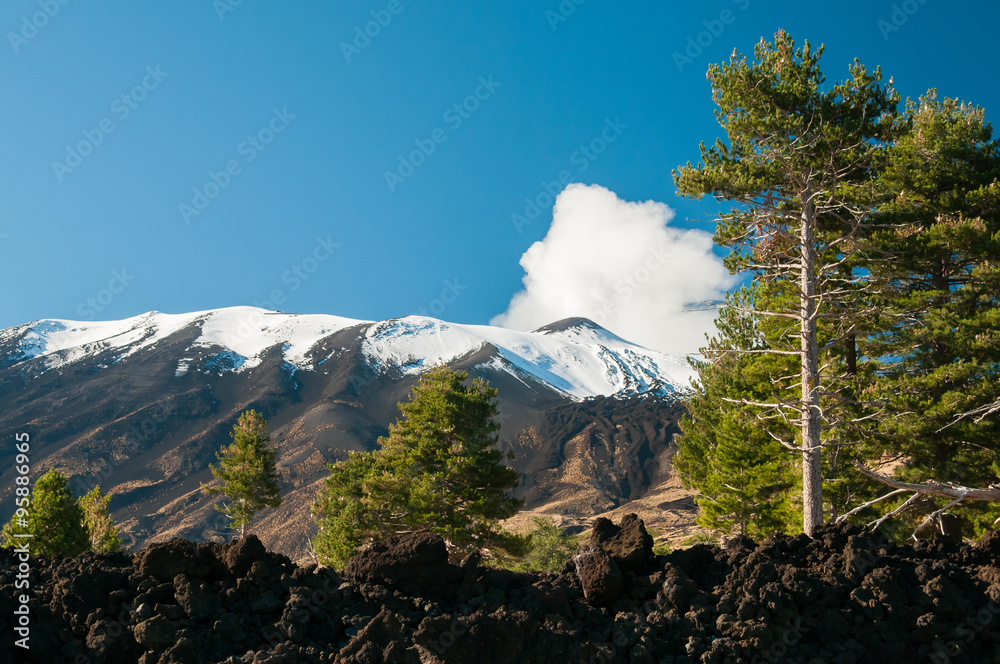 View of some pine trees in the northern side of Mount Etna and the snowy peak