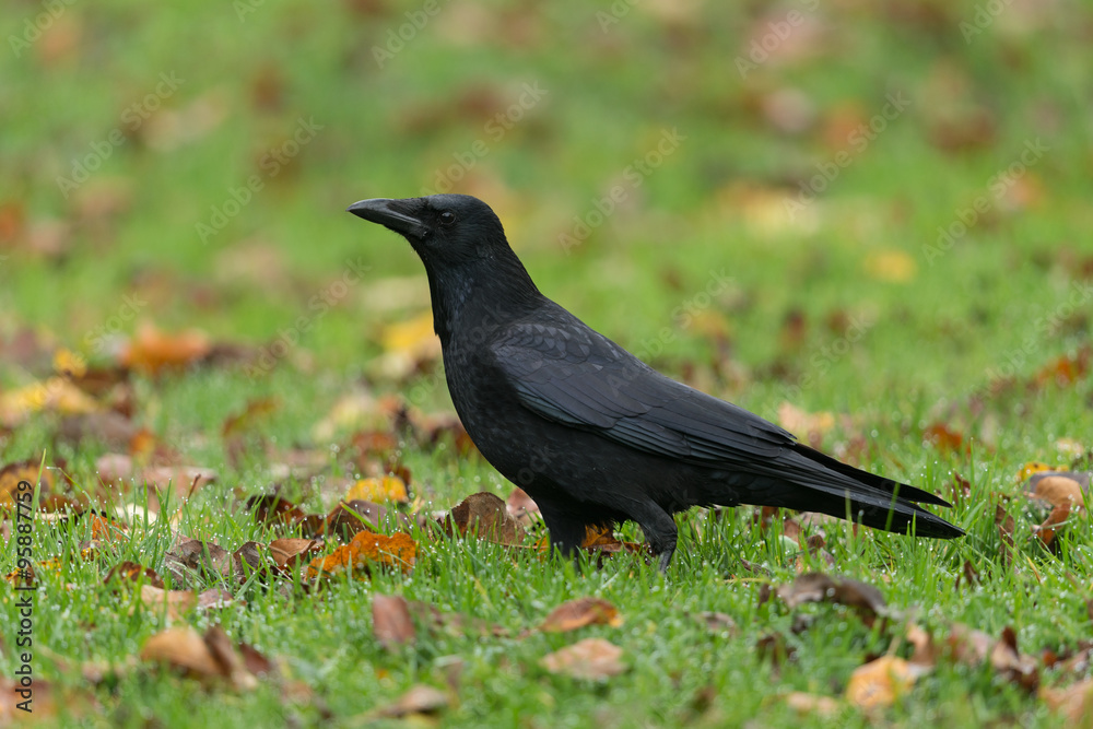 Aaskrähe, Carrion crow, Corvus corone Aaskrähe, Carrion crow, Corvus corone