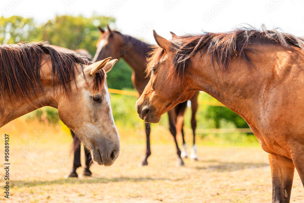 Majestic graceful brown horses in meadow. Majestic graceful brown horses in meadow.