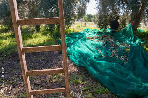 Vászonkép Wooden ladder leaned on a tree and olive pickers at work in the background