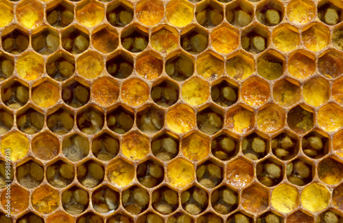 Pouring honey pollen