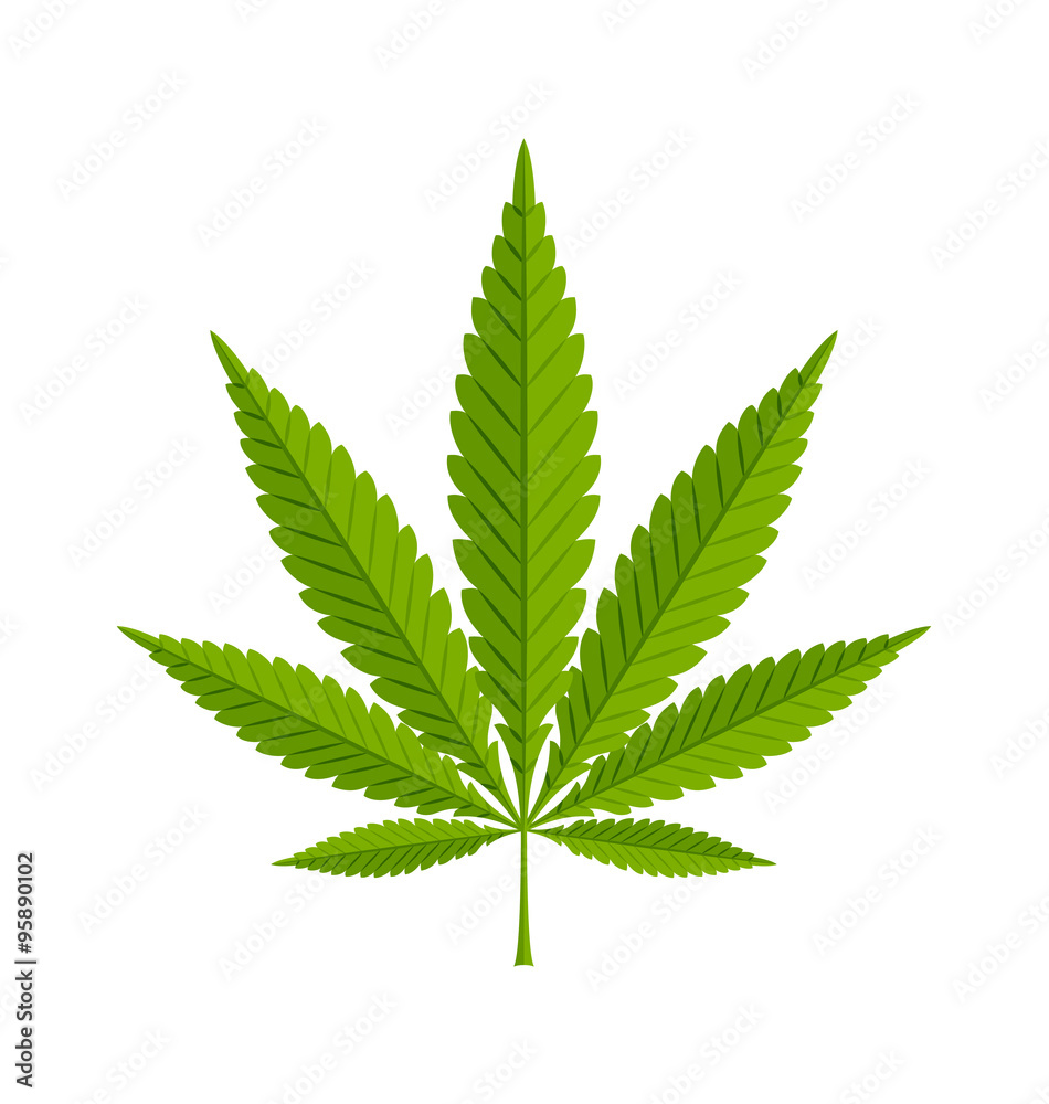Marijuana hemp leaf on white background Marijuana hemp leaf on white background