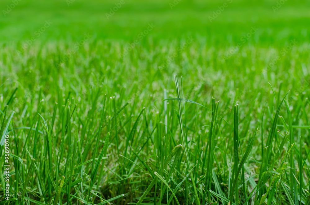 Close up of green grass on a fresh lawn Close up of green grass on a fresh lawn
