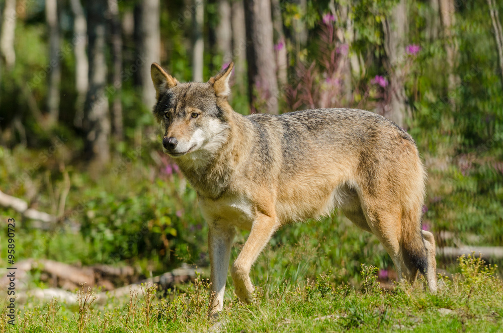 Grey wolf (Canis Lupus) hunting in a forest in summer time Grey wolf (Canis Lupus) hunting in a forest in summer time
