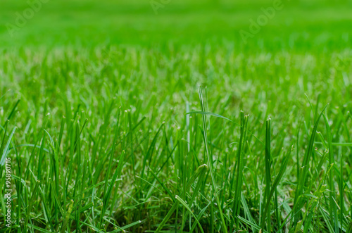 Close up of green grass on a fresh lawn