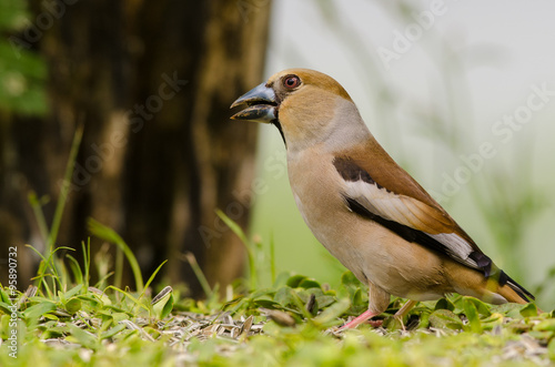 Hawfinch bird sitting on the ground in a forest