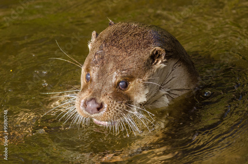 European Otter (Lutra Lutra) playing in the water