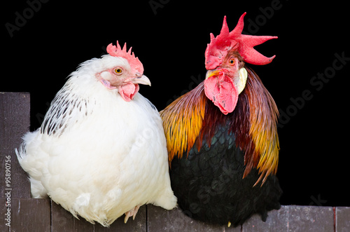Rooster and hen couple sitting close together on black background
