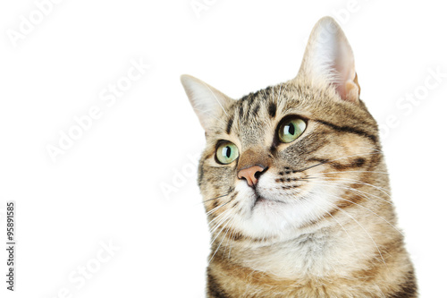 Beautiful cat on a white background © 5second